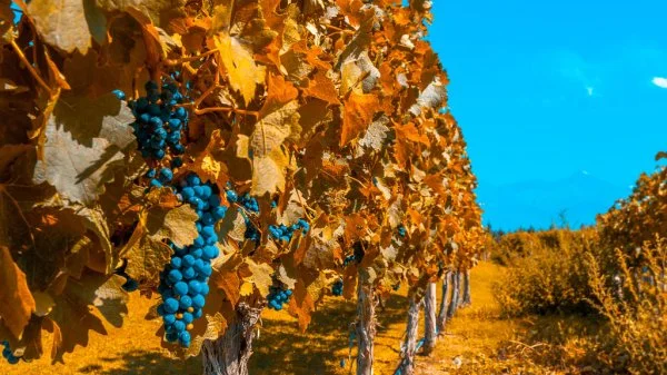 Paisagem de Mendoza