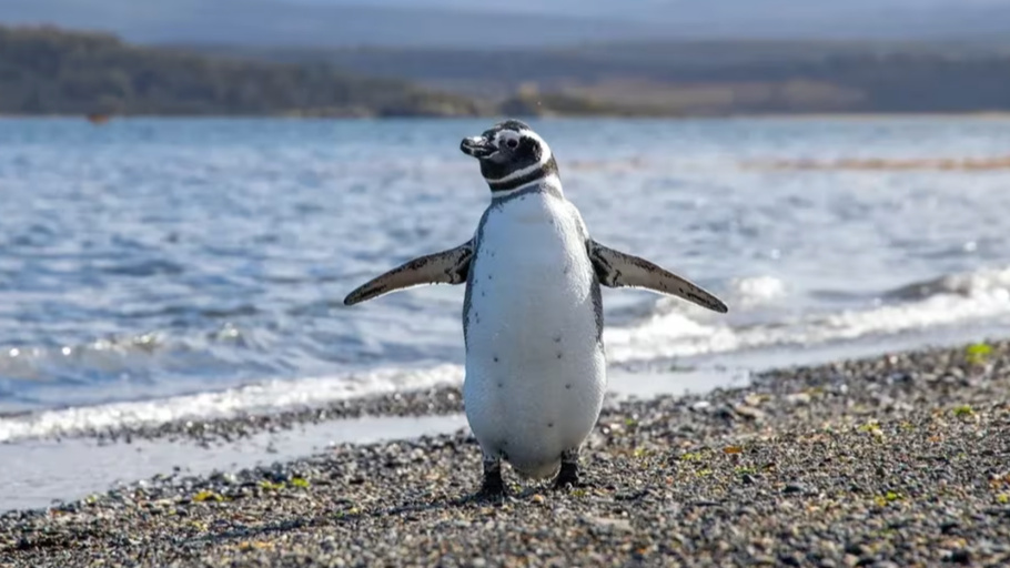 DESCOBRINDO O CANAL BEAGLE